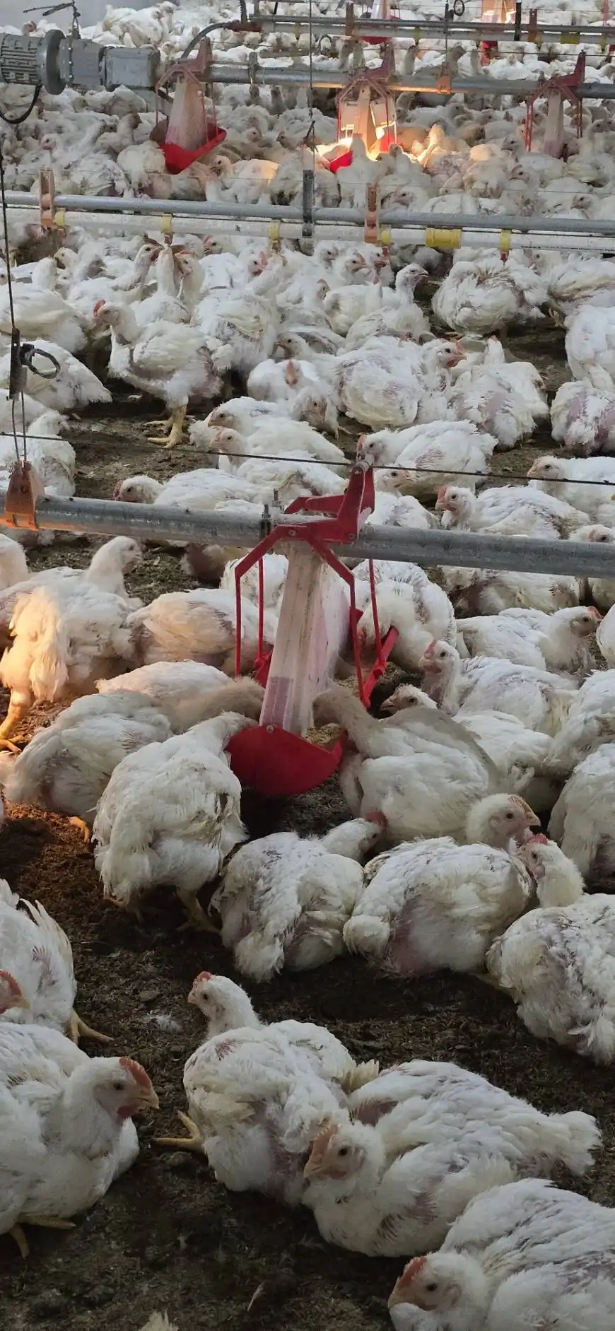 line_oa_chat_251223_161020_group_0